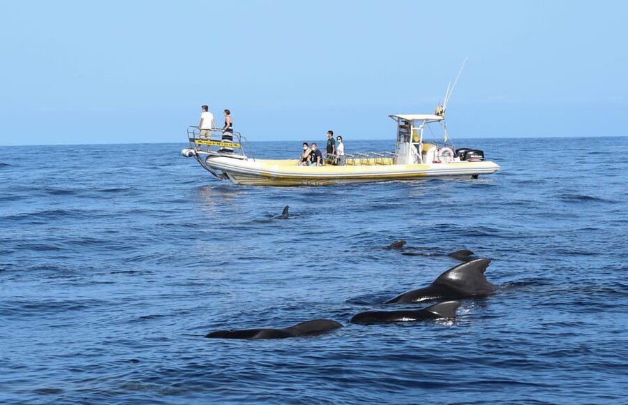 Los Gigantes: Dolphin and Whale Watching Cruise by Speedboat - Why the small RIB experience can feel more personal