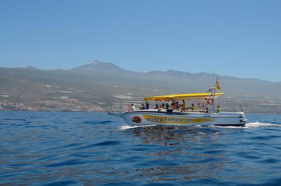 Los Gigantes: Dolphin & Whale Watching Cruise with Swim Stop - Key takeaways before you go