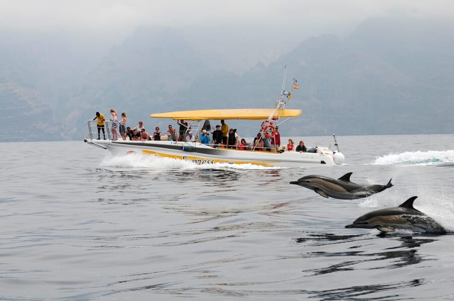 Los Gigantes: Dolphin & Whale Watching Cruise with Swim Stop - Los Gigantes to the Sanctuary: how the 2-hour timing really feels