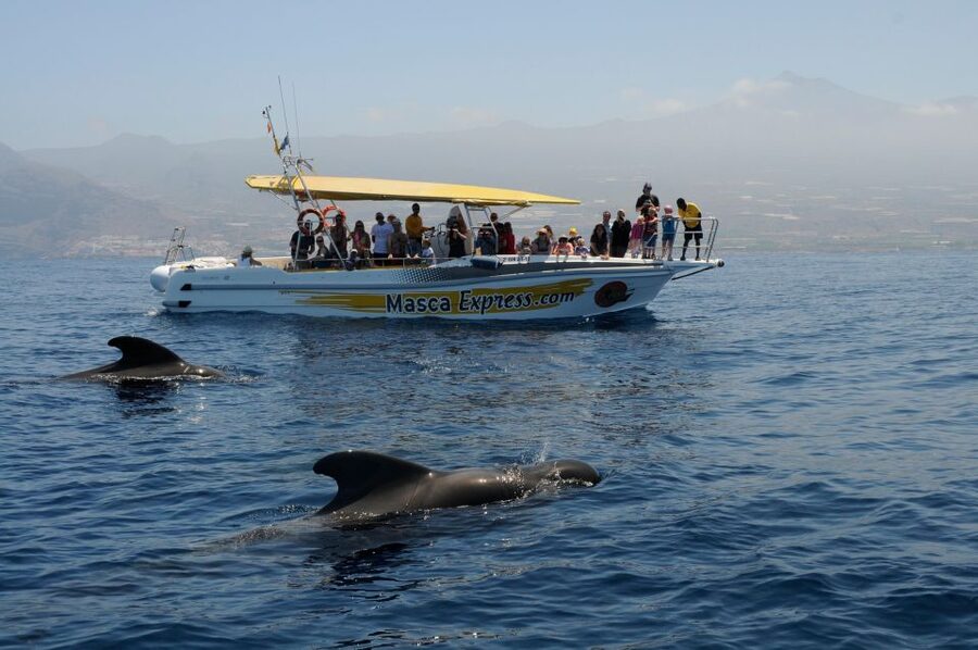 Los Gigantes: Dolphin & Whale Watching Cruise with Swim Stop - Boat comfort and safety: what the crew does well