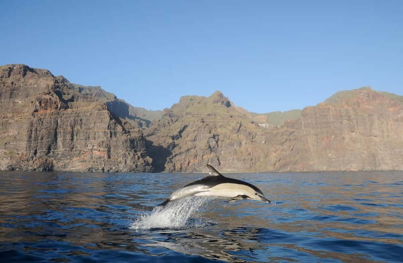 Los Gigantes: Dolphin & Whale Watching Tour on a Pirate Boat - Key highlights I’d plan around