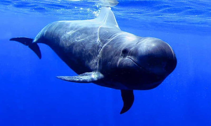 Los Gigantes: Dolphin & Whale Watching Tour on a Pirate Boat - Wildlife spotting: dolphins and whales, and why sea conditions control everything