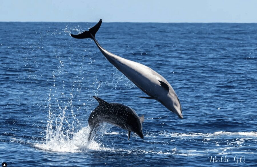 Los Gigantes: Dolphin & Whale Watching Tour on a Pirate Boat - Value for money: does this ticket earn its price?