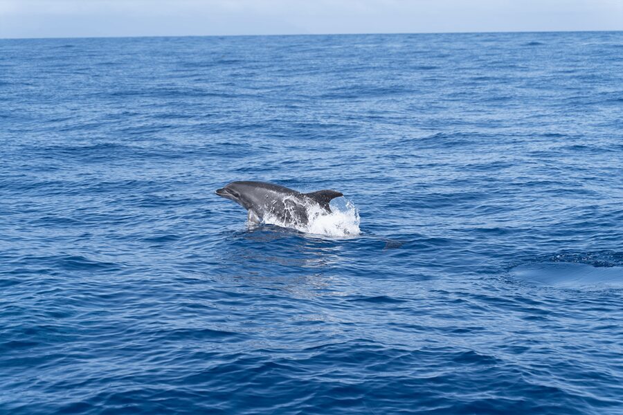 Los Gigantes: Sailing Excursion with Swimming, Drink & Tapas - Key points to know before you go