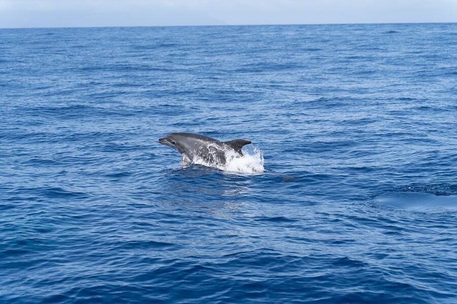 Los Gigantes: Sailing Excursion with Swimming, Drink & Tapas - Tapas and drinks on deck, with a calmer onboard feel