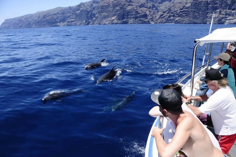 Los Gigantes: Whale or Dolphin Watching Tour and Swim in Masca - Key points before you go