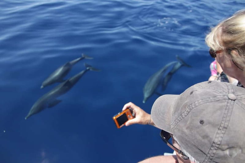 Los Gigantes: Whale or Dolphin Watching Tour and Swim in Masca - Los Gigantes and Masca Bay in 2 hours: why this format feels worth it
