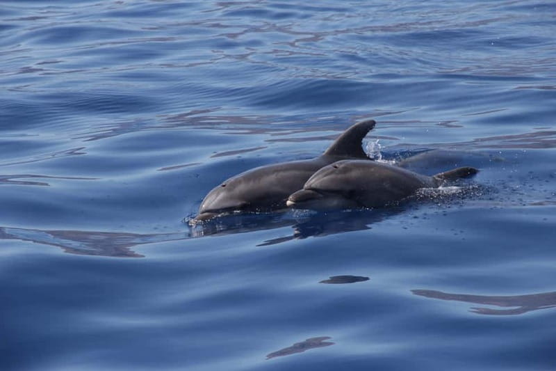 Los Gigantes: Whale or Dolphin Watching Tour and Swim in Masca - Price and value: how $33 holds up for a 2-hour speedboat