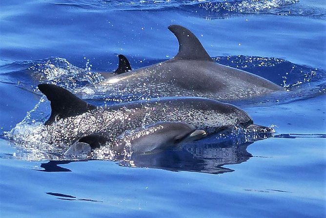 Los Gigantes Whale Watching Charter by Sail Boat - Key highlights worth showing up for
