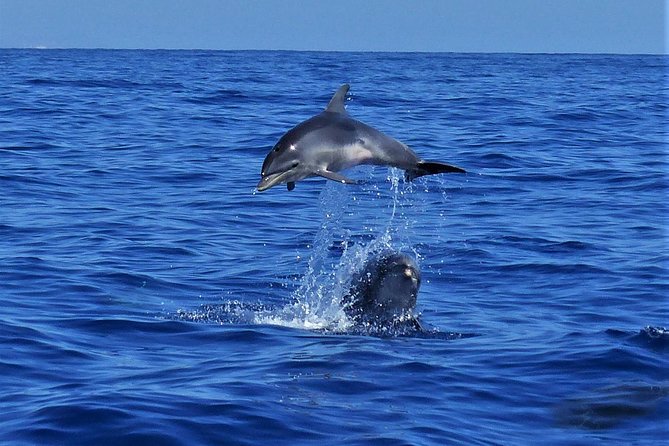 Los Gigantes Whale Watching Charter by Sail Boat - Drinks and lunch: simple, filling, and actually included