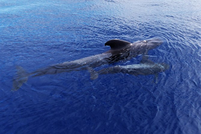 Los Gigantes Whale Watching Charter by Sail Boat - Who this Los Gigantes charter is best for