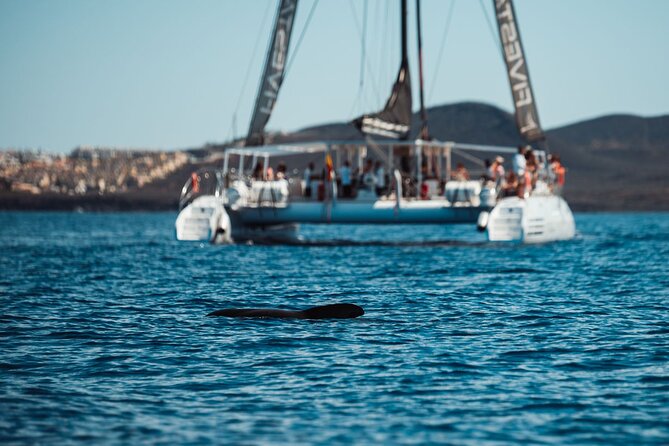 Luxury Catamaran Cruise with Brunch and Unlimited Drinks - Swimming and wildlife watching: fun moments, no guarantees