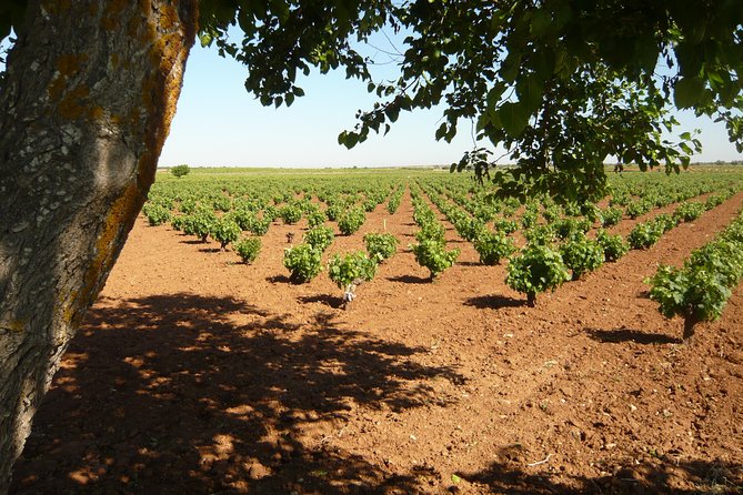 Madrid Countryside Wineries Guided Tour with Wine Tasting - Vinos de Madrid: The D.O. Near Madrid That Changes Your Perspective