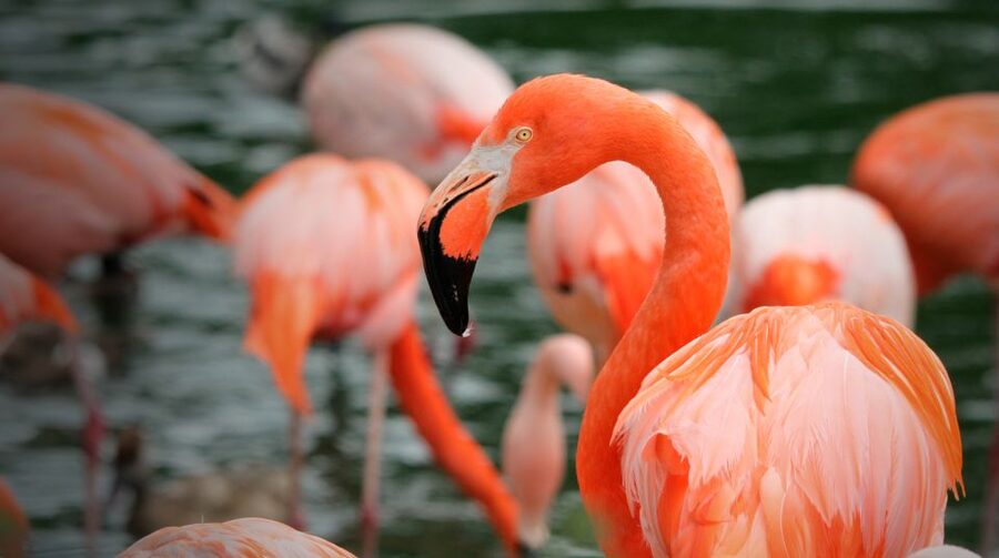 Madrid: Zoo Aquarium Madrid Ticket - Food, Drinks, and What to Bring for a Long Madrid Day