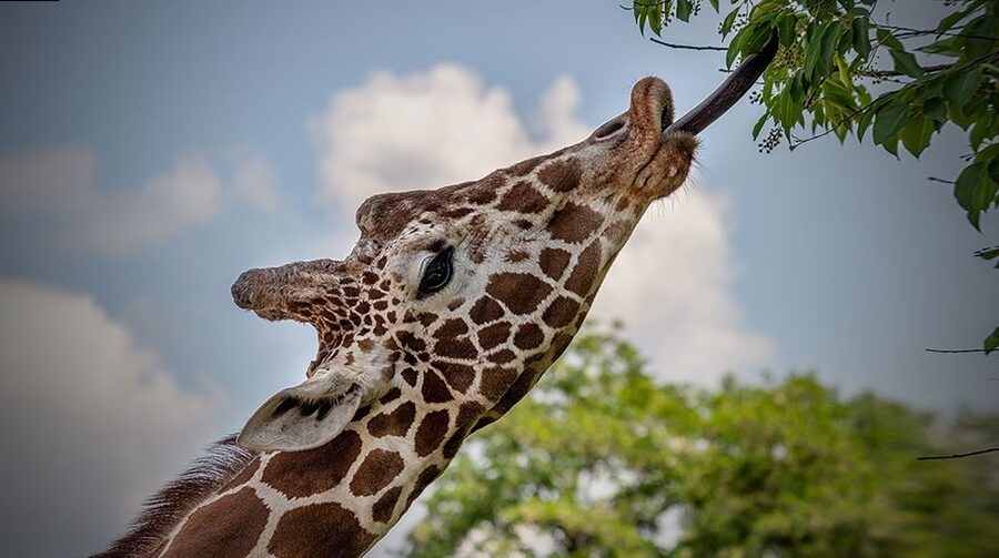 Madrid: Zoo Aquarium Madrid Ticket - Accessibility, Pets, and Rules That Affect Your Planning