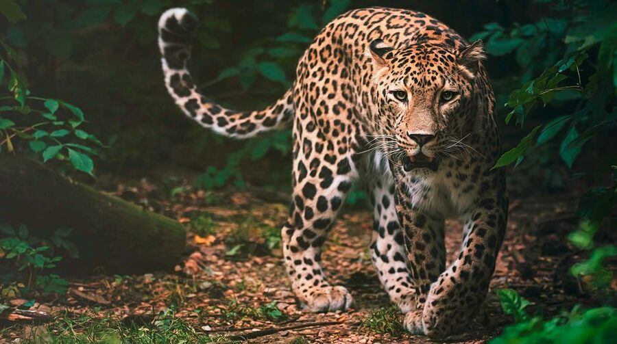 Madrid: Zoo Aquarium Madrid Ticket - Your 1-Day Game Plan: A Route That Saves Energy