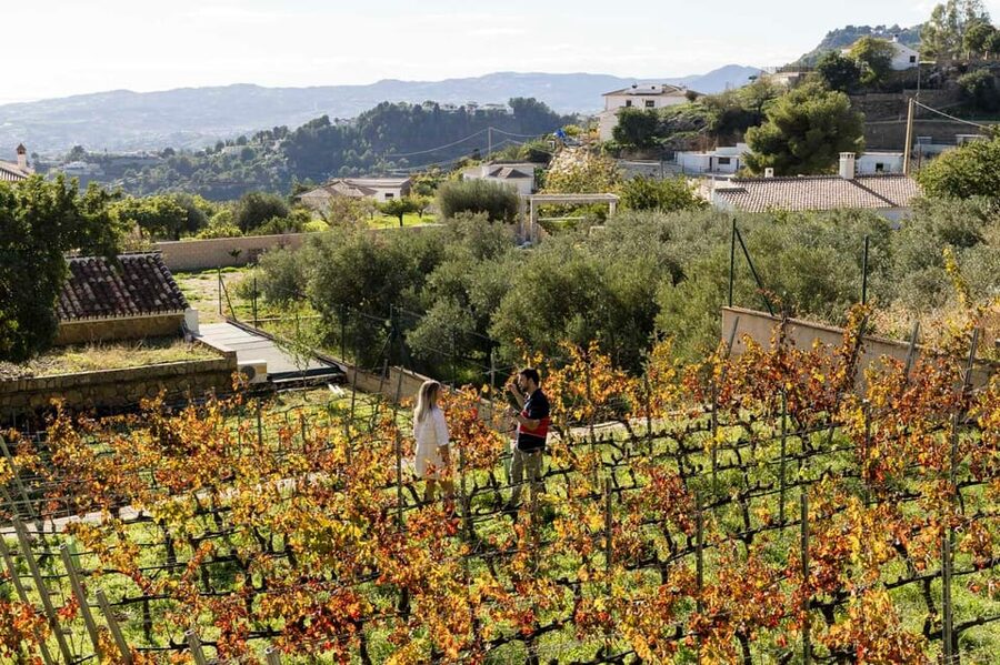 Malaga: Organic Vineyard Tour with 6 Wines, Tapas & Transfer - Inside Bodega Malvajio: The Garage Winery Barrel Moment