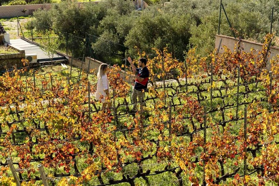 Malaga: Organic Vineyard Tour with 6 Wines, Tapas & Transfer - Price and Value: Is $112 a Fair Deal?
