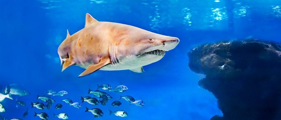Mallorca: Palma Aquarium Entry Ticket w/ Optional 3D Cinema - Palma Aquarium in one day, and why it works