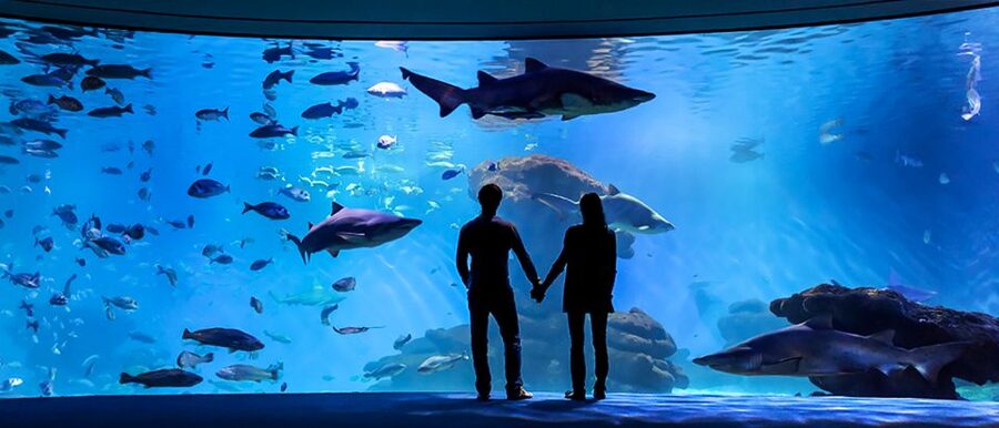 Mallorca: Palma Aquarium Entry Ticket w/ Optional 3D Cinema - Big Blue and the shark-feeding moment