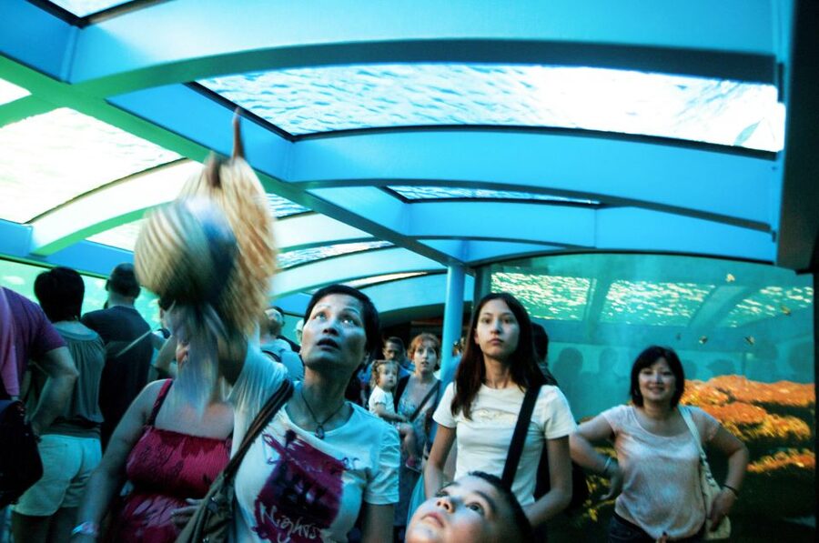 Mallorca: Palma Aquarium Entry Ticket w/ Optional 3D Cinema - Corals, turtles, rays, and the animals people remember