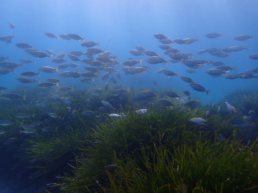 Mallorca: Snorkeling in a Beautiful Nature Reserve - What You’ll See Underwater in Mallorca’s Nature Reserve