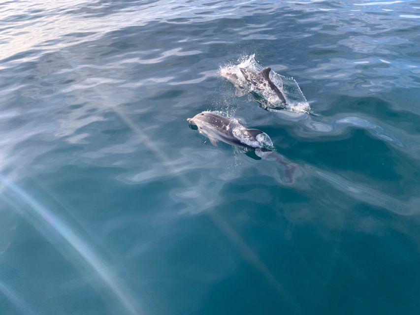 Marbella: Sailing & Dolphin Watching with Snacks and Drinks - Private or shared, which choice makes sense