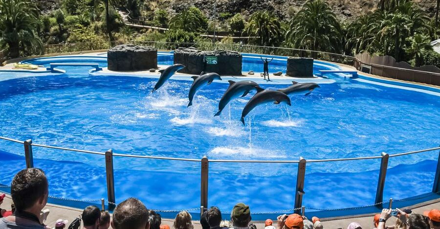 Maspalomas: Palmitos Park Ticket with Dolphin and Bird Shows - Key things to know before you go