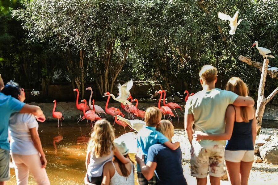 Maspalomas: Palmitos Park Ticket with Dolphin and Bird Shows - Birds of prey and exotic bird shows, plus the parrot performance