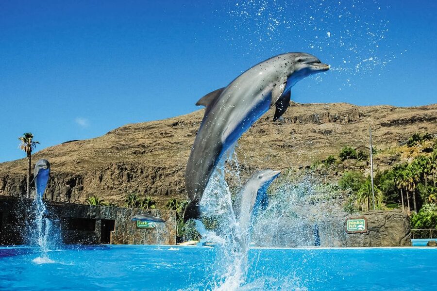 Maspalomas: Palmitos Park Ticket with Dolphin and Bird Shows - How long to plan, and how to handle the last entry at 5:00 PM