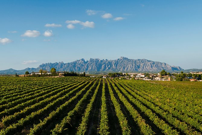 Montserrat,Vineyard, Wine Tasting Small Group Tour & Hotel Pickup - Abadia de Montserrat: The Black Madonna and the Basilica Stop