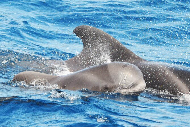 Morro Jable: 2 Hours Magic Dolphin & Whale watching with Drinks & Swim Stop. - Morro Jable’s Magic Dolphin: what this 2-hour trip is really like