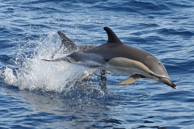 Morro Jable: 2 Hours Magic Dolphin & Whale watching with Drinks & Swim Stop. - Getting there without stress: pickup zones and the 30-minute rule