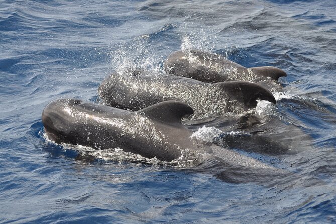 Morro Jable: 2 Hours Magic Dolphin & Whale watching with Drinks & Swim Stop. - Crew and guidance: what makes the experience feel thoughtful