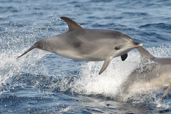 Morro Jable: 2 Hours Magic Dolphin & Whale watching with Drinks & Swim Stop. - Weather, sea conditions, and why your day can change fast