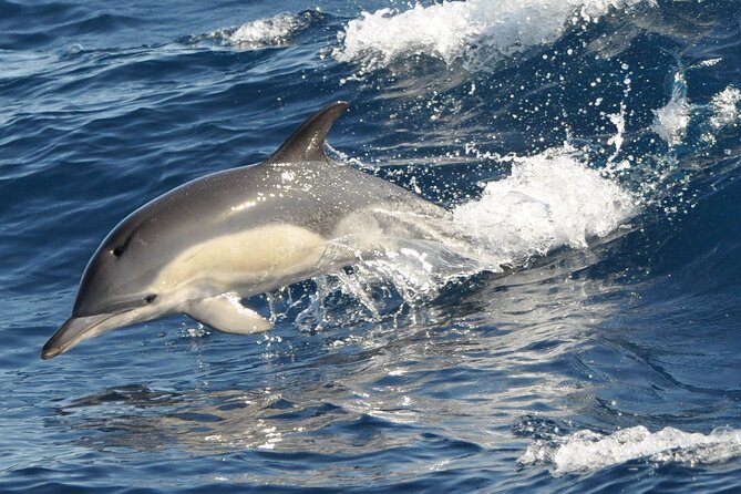 Morro Jable: 2 Hours Magic Dolphin & Whale watching with Drinks & Swim Stop. - Who should book this tour, and who should skip it