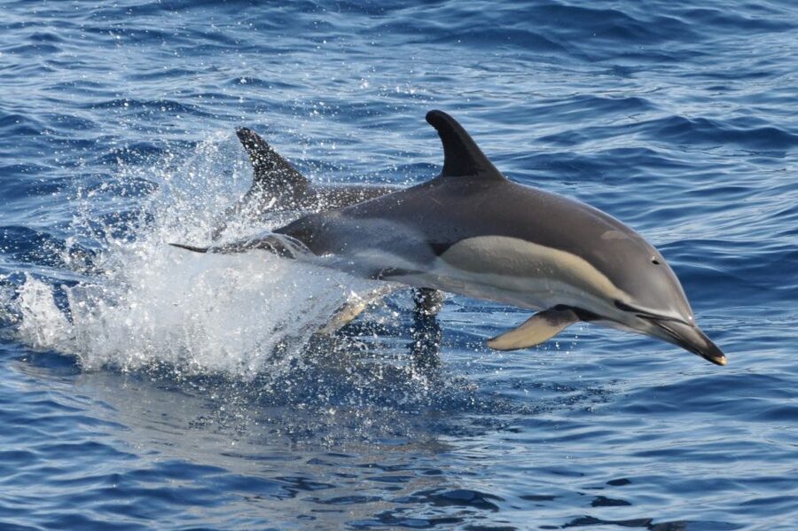Morro Jable: Dolphin & Whale Watching Cruise, Drinks & Swim - Who Should Book This Cruise (and Who Should Skip It)