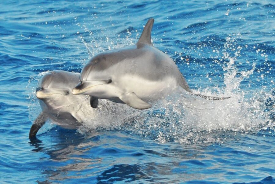 Morro Jable: Dolphin & Whale Watching Cruise, Drinks & Swim - The 2-Hour Format: How the Timing Actually Plays