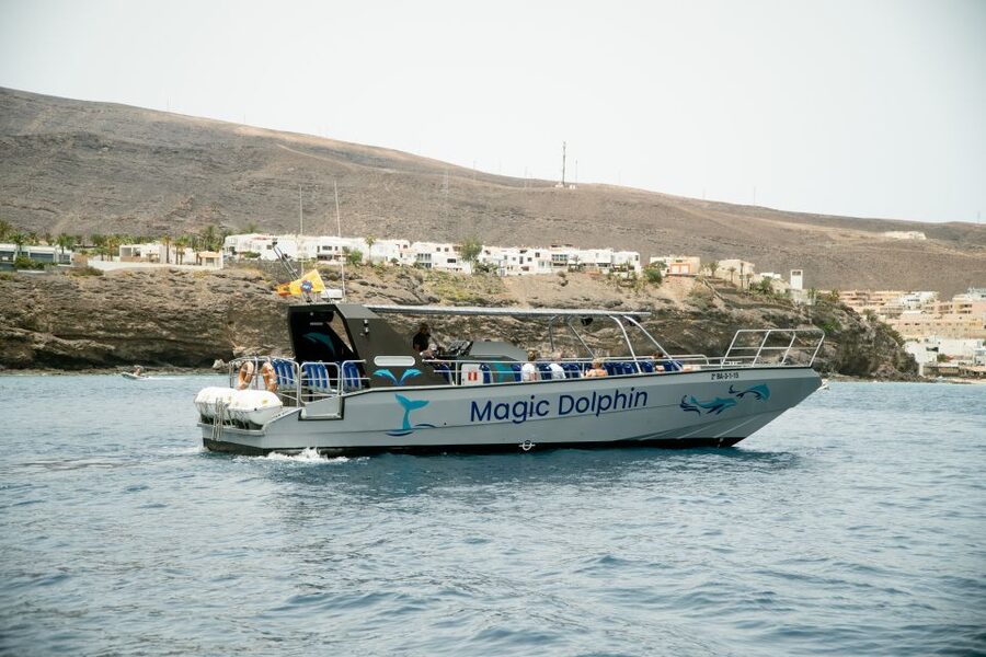 Morro Jable: Dolphin & Whale Watching Cruise, Drinks & Swim - The Welfare Protocol That Makes Up-Close Watching Feel Right