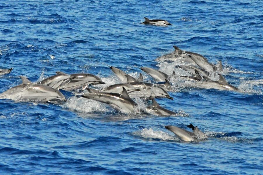 Morro Jable: Dolphin & Whale Watching Cruise, Drinks & Swim - Deck Time and Comfort: Why the Magic Dolphin Boat Works