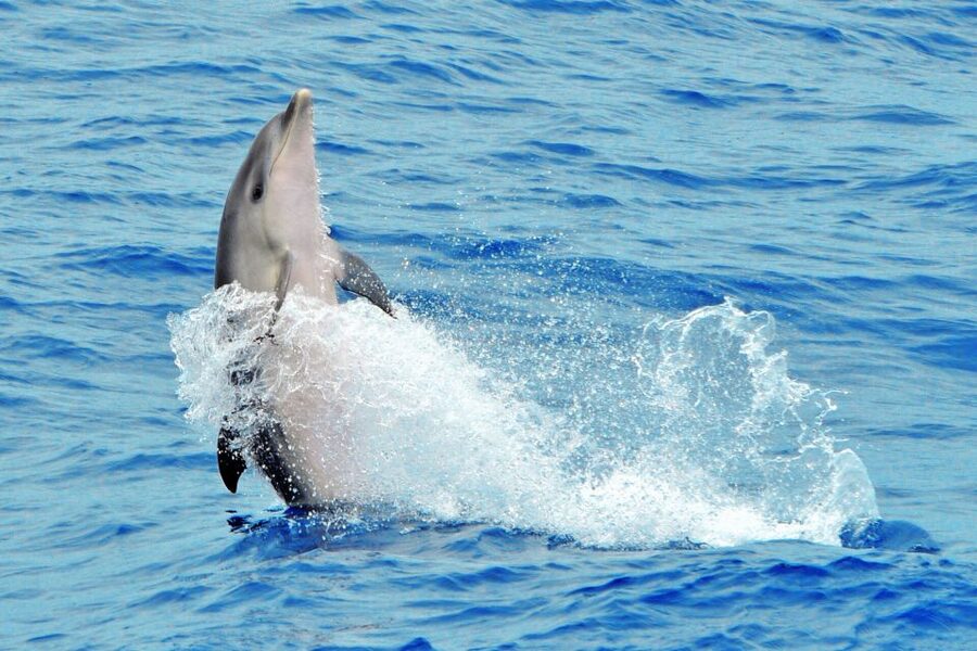 Morro Jable: Dolphin & Whale Watching Cruise, Drinks & Swim - Swim in Jandía: Turning Watching Into a Real Memory