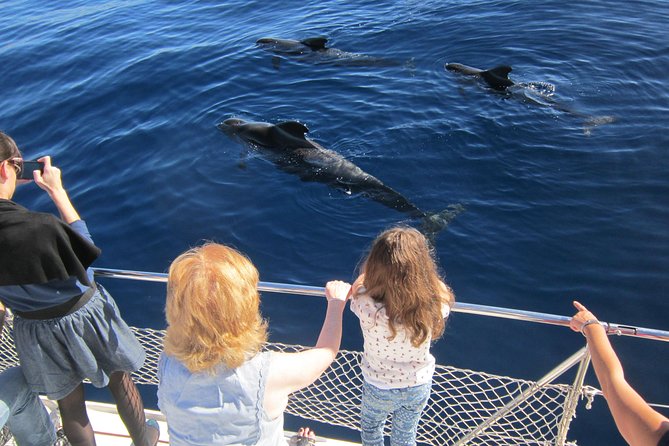 Most Famous Catamaran in Tenerife Island (2 hours and 3 hours tours) - Wildlife spotting with a respectful crew: dolphins, pilot whales, turtles