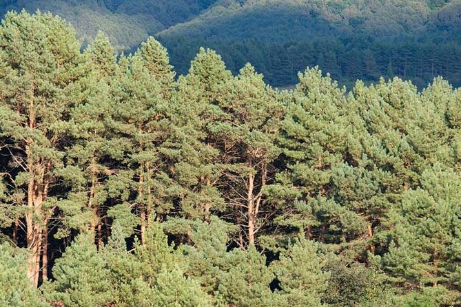Mt. Teide and Masca Valley Tour in Tenerife - Parque del Drago in Icod de los Vinos: the photo stop that steals attention