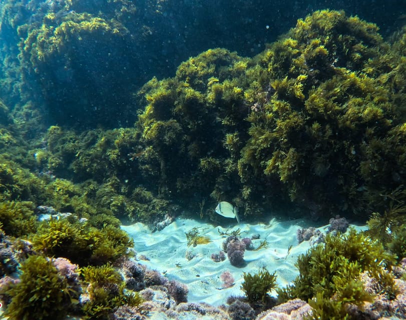 Nerja-Maro: Snorkeling & Sea Scooter Speedboat Trip - Who should book this Nerja-Maro Sea Scooter snorkel trip