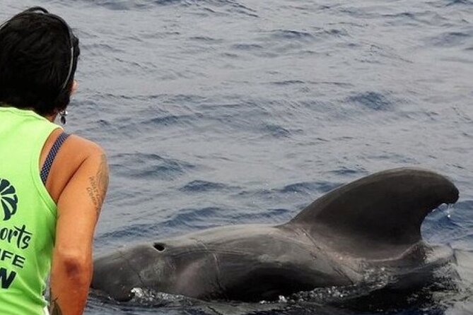 No chase Whale & Dolphin tour putting Marine Life first - we care - Key things I’d circle before you go
