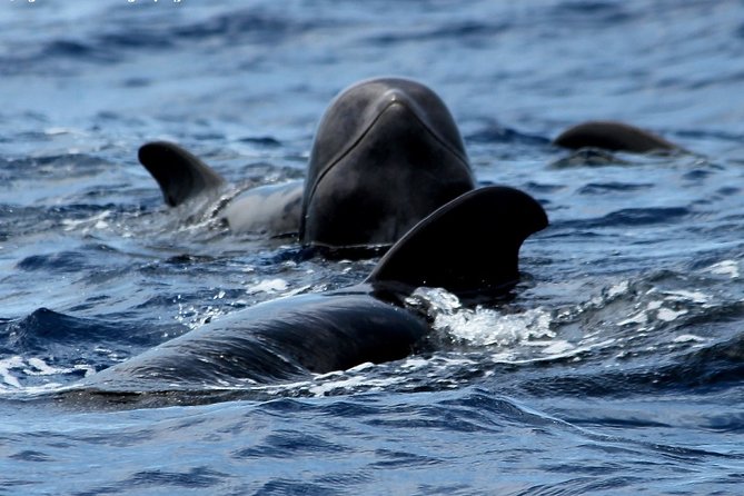 No chase Whale & Dolphin tour putting Marine Life first - we care - Enter the Bahriyeli: a 23m sailing gulet that feels different