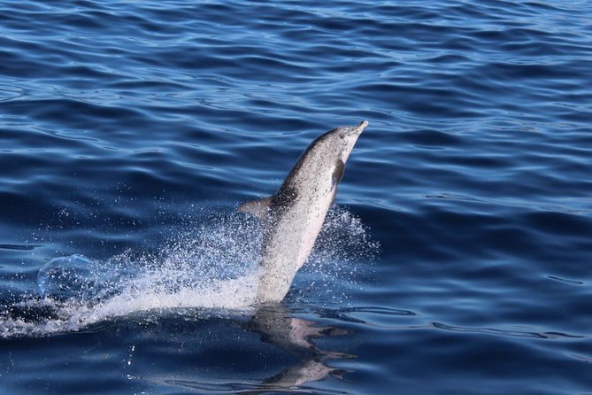 No chase Whale & Dolphin tour putting Marine Life first - we care - The no chase rule: what it means for what you see