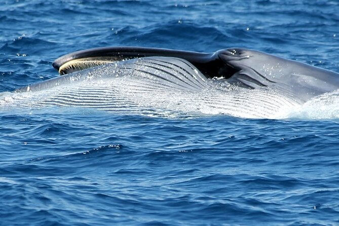 No chase Whale & Dolphin tour putting Marine Life first - we care - Comfort on the water: toilets, a salon, and sea-sickness reality