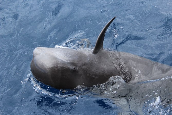 No chase Whale & Dolphin tour putting Marine Life first - we care - Price and value: $30.23 for a responsible marine mission