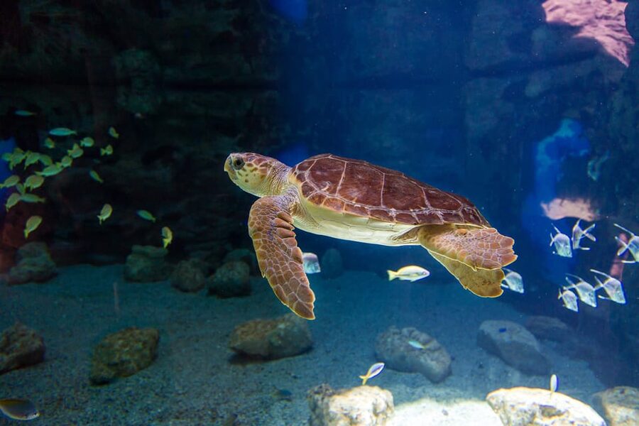 Poema del Mar Skip-the-Line Ticket - First Impressions: A One-Day Ocean Classroom